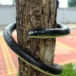 52 Fake Large Rubber Snake Realistic Lifelike Scare Prank Gag Gift Joke Kid Toy″ - Image 3