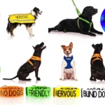 WARNING ALERT DOG COLLAR LEAD HARNESS COAT! AWARD WINNING PET PRODUCT! WHY WAIT?
